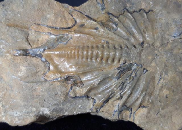 Psychopyge termierorum MORZADEC 2001 - Bild &copy; FossNet FossilienStore
